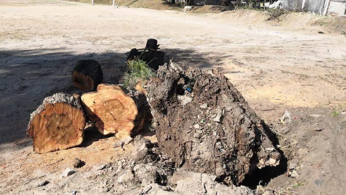 Restos del árbol que tenía más de 20 años de existencia.  Foto Monsetrrat García  El Sol de San Juan del Río